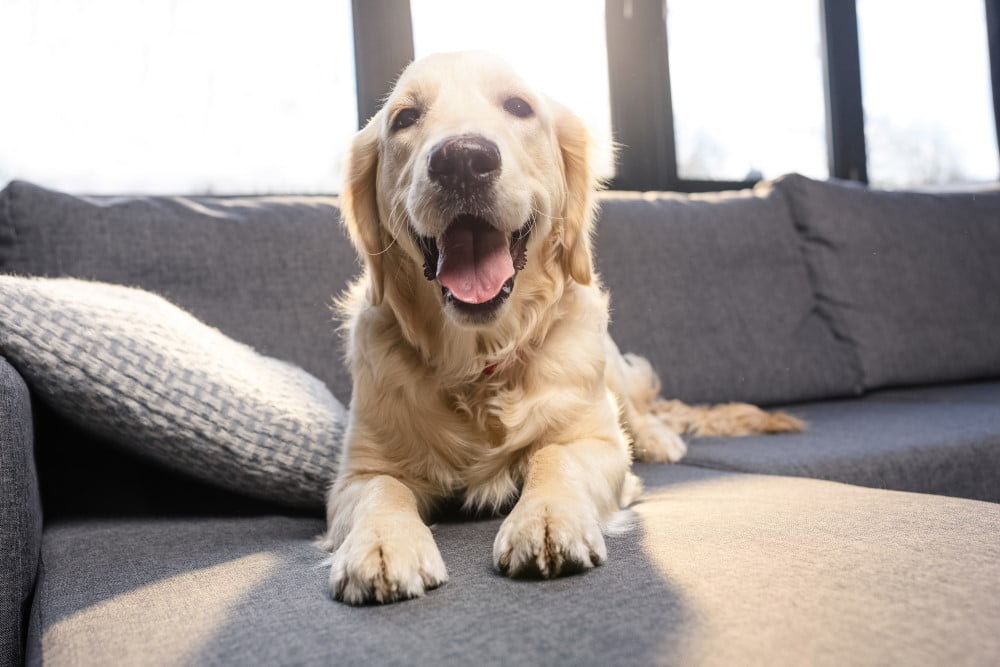 Hundenavne | Find populære navne din hund eller en hundehvalp her